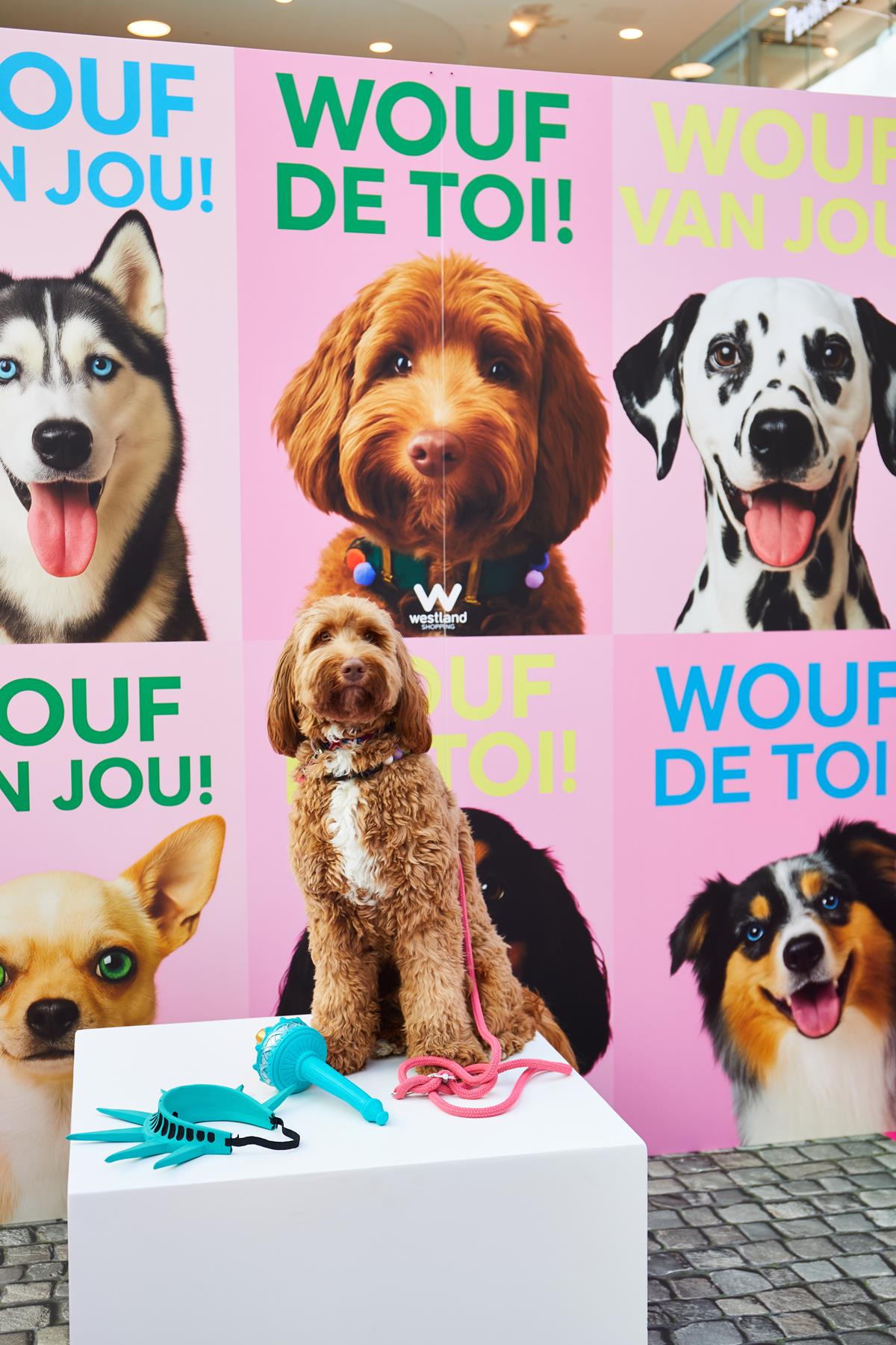 Un chien pose devant le mur « Wouf de toi ! » du Dog Day au Westland Shopping