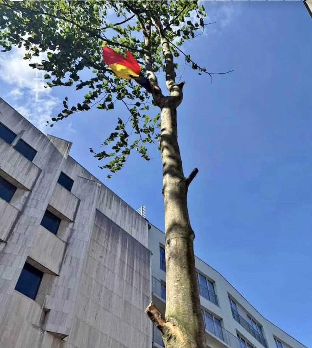 Le Meyboom 2026 fraîchement planté rue des Sables à Bruxelles, vu en contre-plongée : un jeune hêtre au tronc clair, feuillage vert et drapeau rouge et jaune de la Ville de Bruxelles accroché au sommet, sous un ciel bleu.
